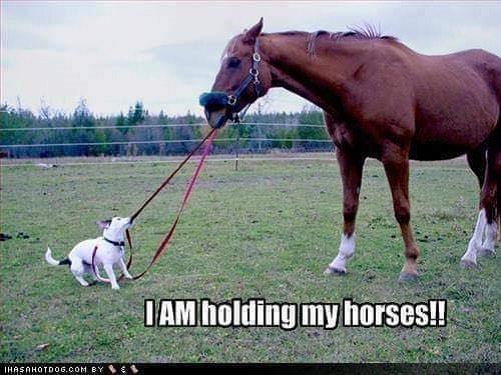 dog holding horses.jpg